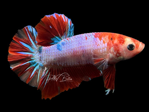 Marble HMPK Male Betta | M2320