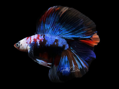 Koi DTHM Male Betta | M2206