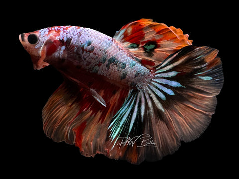 Fancy Marble HM Male Betta | M2282