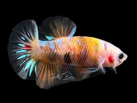 USA Bred | Koi HMPK Male Betta | L34