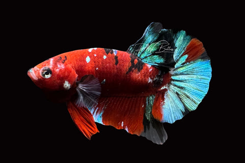 Red Galaxy HMPK Male Betta | M2486