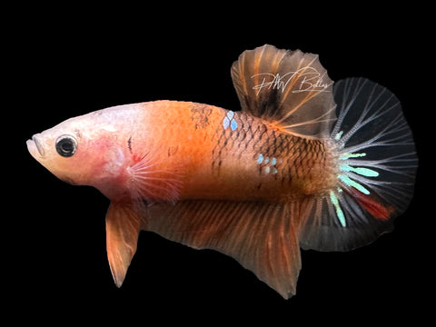 USA Bred | Nemo HMPK Male Betta | L17