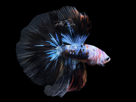 Koi HM Male Betta | M2168