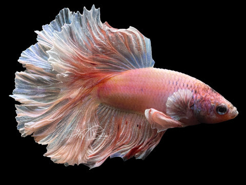 Lavander HM Male Betta | M2328