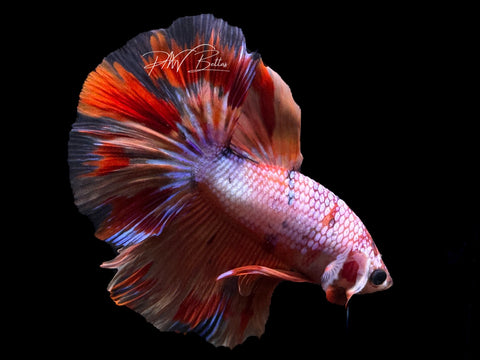 Blue And Red Betta Fish ., For Restaurant, 5 Years at Rs 100/piece