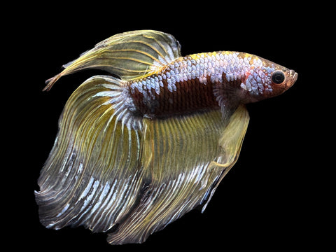 Yellow Koi VT Male Betta | M2150