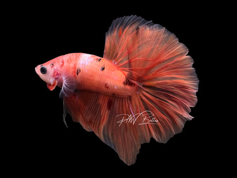 Orange Marble HM Male Betta | M2329