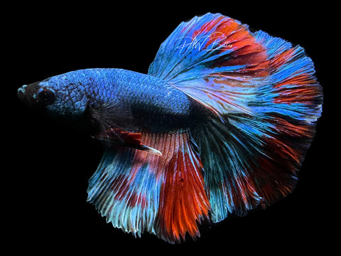 Marble HM Male Betta | M2276