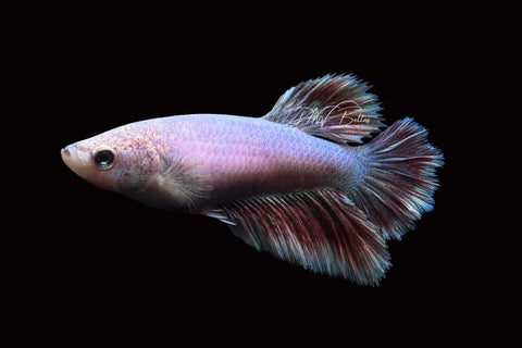 Pastel Halfmoon Female Betta | F1659