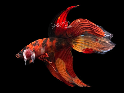 Marble VT Male Betta | M2149