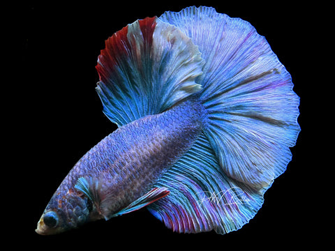 Grizzle HM Male Betta | M2242