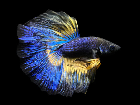 Mustard HM Male Betta | M2183