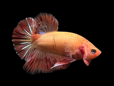 Armageddon HMPK Male Betta | M2482