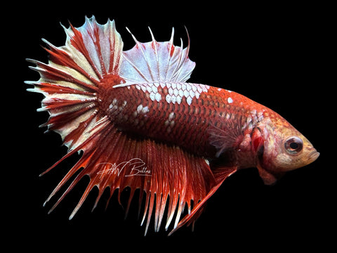 Copper Marble CTPK Male Betta | M2302