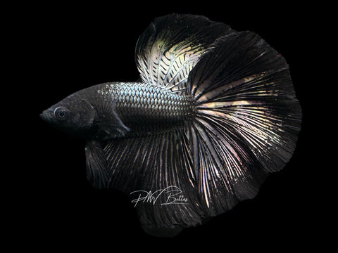 Black Copper Halfmoon Male Betta | M2217