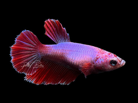 Salamander Halfmoon Female Betta | F1645