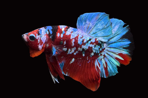 Red Galaxy HMPK Male Betta | M2487