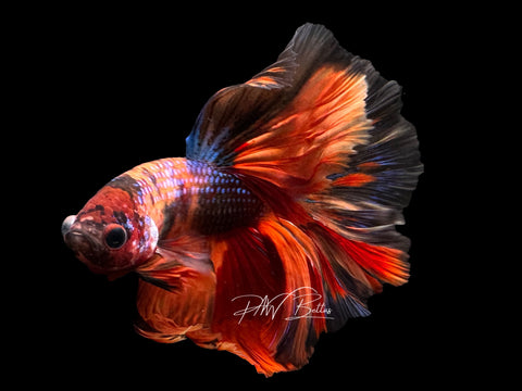 Marble Halfmoon Male Betta | M2383