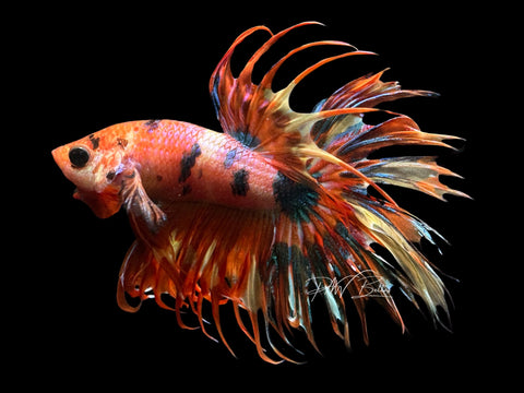 Orange Marble CT Male Betta | M2300