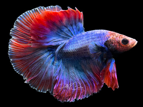 Grizzle HM Male Betta | M2274