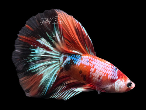 Candy Halfmoon Male Betta | M2342