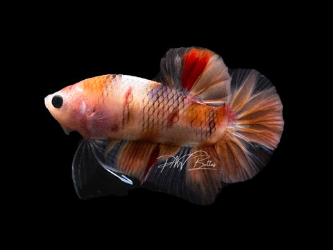 USA Bred | Koi HMPK Male Betta | L10