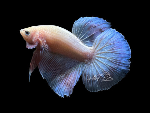 USA Bred | Iridescent LF Male Betta | L04