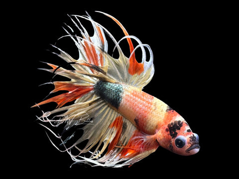 Marble CT Male Betta | M2287