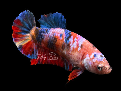 Marble HMPK Female Betta | F1640