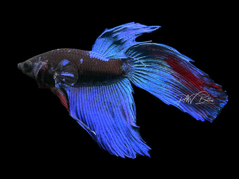 Blacklight VT Male Betta | M2230