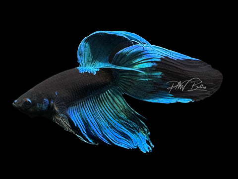 Blacklight VT Male Betta | M2284