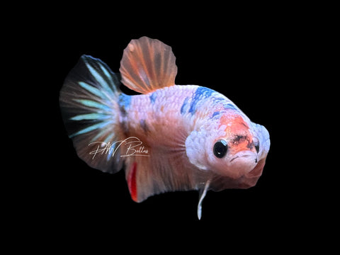 USA Bred | Fancy Koi HMPK Male Betta | L15