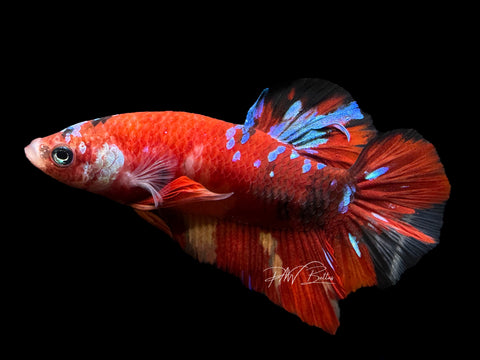 Marble HMPK  Male Betta | M2122