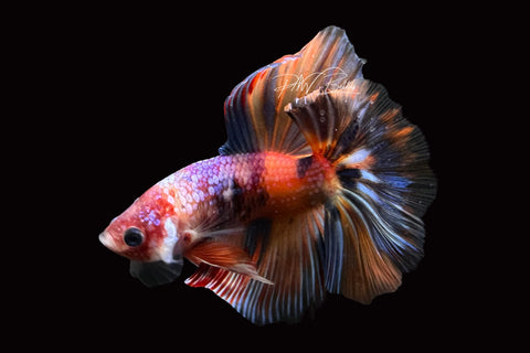 Candy Halfmoon Male Betta | M2493