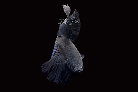 Black Halfmoon Male Betta | M2485