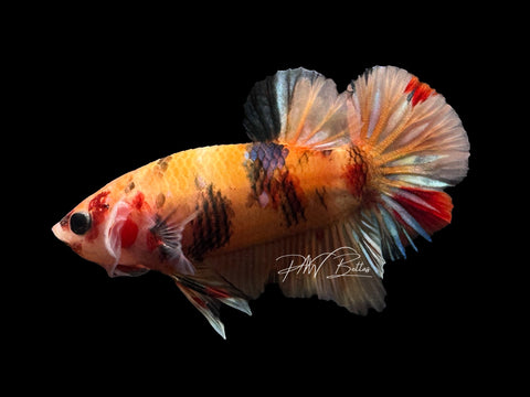 USA Bred | Nemo HMPK Male Betta | L02