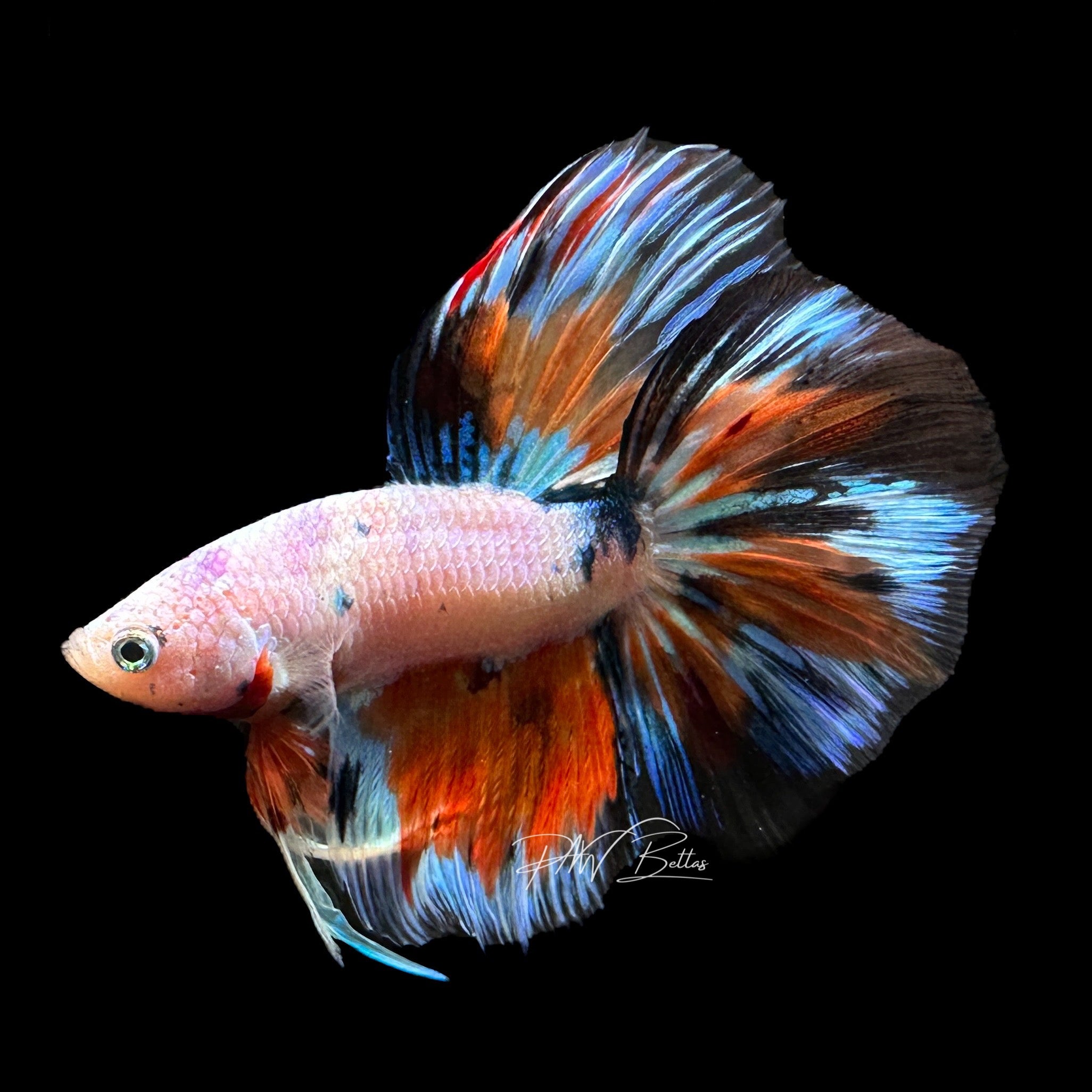 Fancy Marble Halfmoon Male Betta | M1272 – PNW Bettas