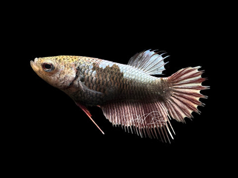 Copper Marble Crowntail Plakat Female Betta | F1485