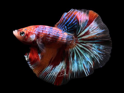 Candy Halfmoon Male Betta | M2362