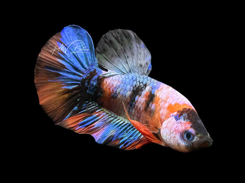 Marble HMPK Male Betta | M2220