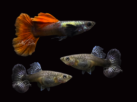 Platinum Dumbo Guppy | Poecilia reticulata