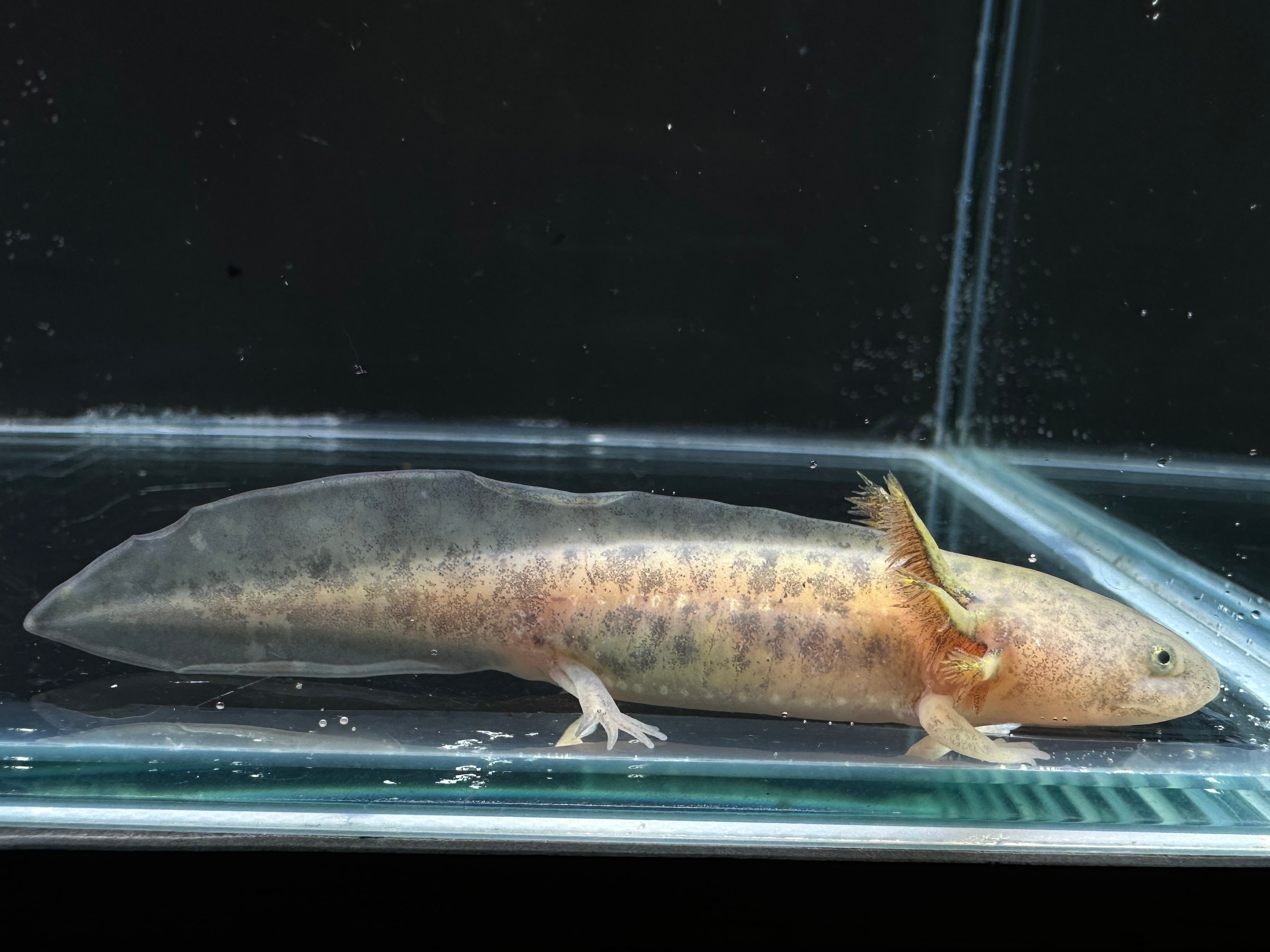 Juvenile Starburst Axolotl | A0027 – PNW Bettas