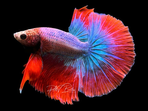 Mascot Halfmoon Male Betta | M2385