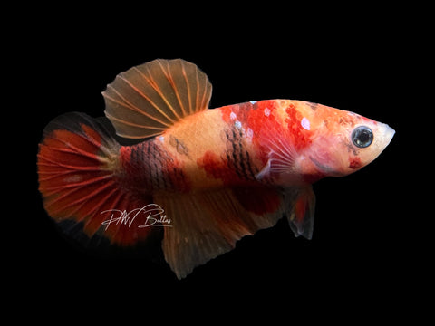 Marble Plakat Male Betta | M2373