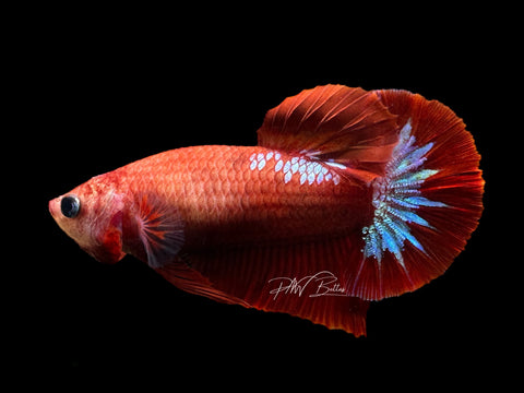 Hellgirl HMPK Female Betta | F1574