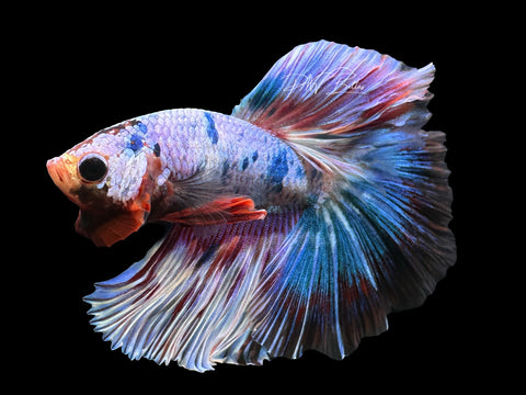 Fancy Marble Halfmoon Male Betta | M2344