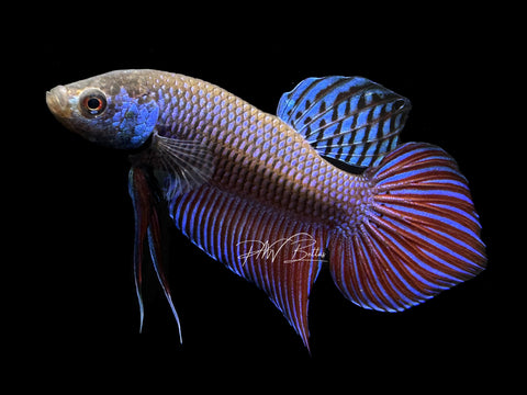 Smaragdina Male Male Betta | M2211