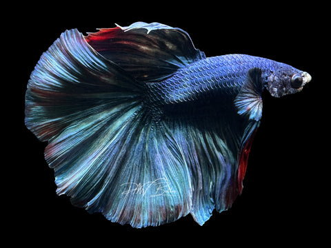 Turquoises Halfmoon Male Betta | M2392