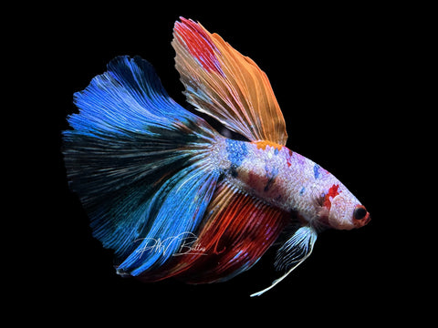 Koi Delta Male Betta | M2307