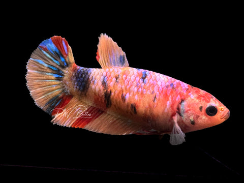 Candy HMPK Female Betta | F1616